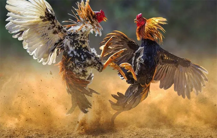 Hướng Dẫn Chơi Đá Gà WS168 BMWBet Cực Đỉnh Nhận Thưởng Lớn Ngay